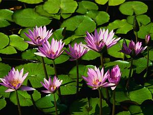     

:	Water lilies.jpg‏
:	109
:	81.8 
:	53259