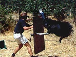     

:	cassowary_attack_2_Good_reasons_why_you_shouldnt_mess_with_nature-s400x300-37721-580.jpg‏
:	256
:	29.6 
:	54907