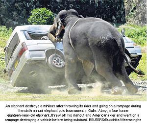     

:	elephant_polo_Good_reasons_why_you_shouldnt_mess_with_nature-s450x376-37731-580.jpg‏
:	379
:	54.7 
:	54908