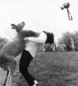     

:	kangaroo_punch_woman_Good_reasons_why_you_shouldnt_mess_with_nature-s450x500-37734-580.jpg‏
:	262
:	32.9 
:	54909