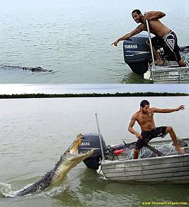     

:	crocodile_Good_reasons_why_you_shouldnt_mess_with_nature-s800x874-37722-580.jpg‏
:	375
:	59.1 
:	54914