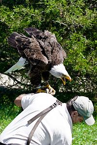     

:	eagle_attack_Good_reasons_why_you_shouldnt_mess_with_nature-s333x500-37730-580.jpg‏
:	272
:	47.6 
:	54915