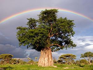     

:	rainbow-tree-joubert_1499_990x742[1].jpg‏
:	827
:	95.0 
:	59751