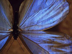     

:	butterflies-bluemorpho-wolinsky_1365_990x742[1].jpg‏
:	241
:	94.3 
:	59760