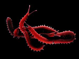     

:	velvet-worms-mazzatenta_3556_990x742[1].jpg‏
:	240
:	59.2 
:	59767