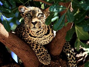     

:	leopard-kenya-bender_3751_990x742[1].jpg‏
:	281
:	97.0 
:	59769