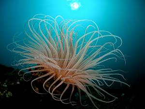    

:	tube-anemone-singh_3707_990x742[1].jpg‏
:	280
:	84.4 
:	59771