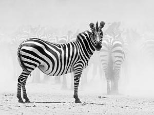     

:	zebra-tanzania-zwan_3767_990x742[1].jpg‏
:	349
:	81.1 
:	59773