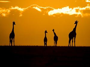     

:	giraffes-sunset-crossley_3686_990x742[1].jpg‏
:	230
:	45.8 
:	59775