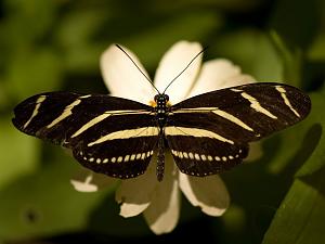     

:	butterflies-zebra-sartore_1373_990x742[1].jpg‏
:	372
:	67.7 
:	59776
