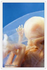     

:	fetus-06.jpg
:	517
:	56.8 
:	45372