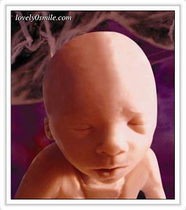     

:	fetus-11.jpg
:	16640
:	45.9 
:	45377
