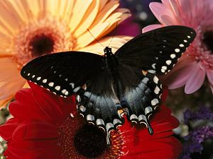     

:	butterflies-swallowtail-murawski_1371_990x742[1].jpg‏
:	345
:	92.3 
:	59761