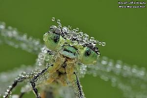     

:	Drops-Insects2[1].jpg
:	320
:	50.2 
:	63301
