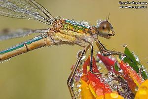     

:	Drops-Insects3[1].jpg
:	324
:	73.8 
:	63302