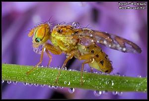     

:	Drops-Insects4[1].jpg
:	337
:	70.2 
:	63303