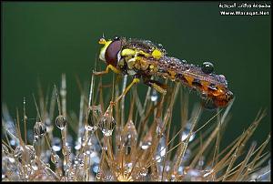     

:	Drops-Insects5[1].jpg
:	274
:	73.5 
:	63304