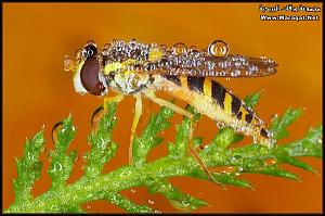     

:	Drops-Insects6[1].jpg
:	177
:	83.2 
:	63305