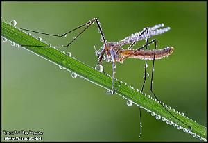     

:	Drops-Insects7[1].jpg
:	191
:	60.7 
:	63306