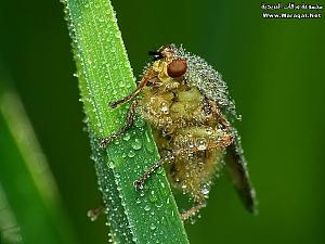     

:	Drops-Insects8[1].jpg
:	249
:	70.1 
:	63307