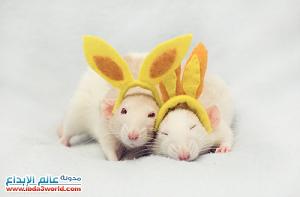     

:	cutest-rats-2[1].jpg
:	729
:	69.0 
:	67442
