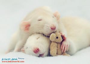     

:	cutest-rats-3[1].jpg
:	740
:	75.6 
:	67443