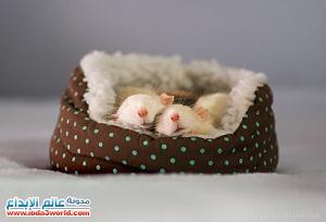     

:	cutest-rats-6[1].jpg
:	243
:	83.1 
:	67445