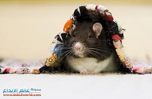    

:	cutest-rats-25[1].jpg
:	209
:	17.8 
:	67449