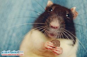     

:	cutest-rats-45[1].jpg
:	235
:	20.9 
:	67451