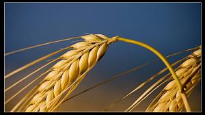     

:	wheat_01.jpg‏
:	1419
:	37.6 
:	76492