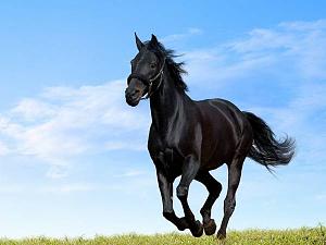اضغط على الصورة لعرض أكبر

الاســـم:	black-horse-running-in-green-meadow1.jpg
المشاهدات:	1382
الحجـــم:	23.2 كيلوبايت
الرقم:	83582