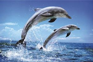اضغط على الصورة لعرض أكبر

الاســـم:	dolphin%20picture.jpg
المشاهدات:	6636
الحجـــم:	34.6 كيلوبايت
الرقم:	83583