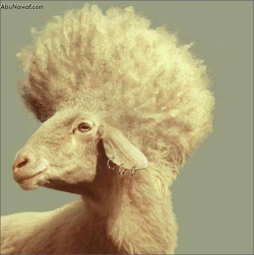 sheep1[1]