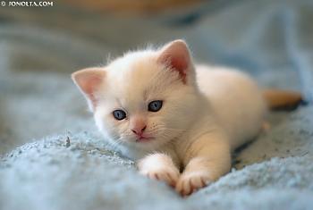 DSC2291 beautiful white kitten