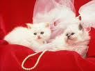 images (92)