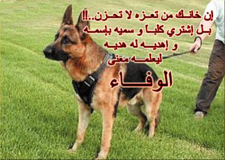 12914846831