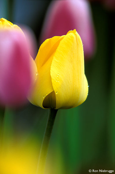 Yellow Pink Tulips.