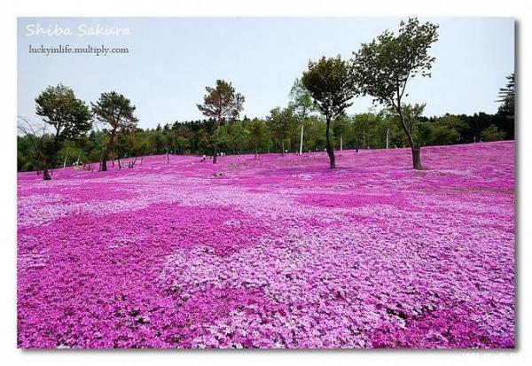 ����� ����� ������