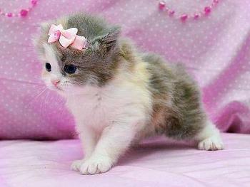 530410 431957083508259 675730836 n