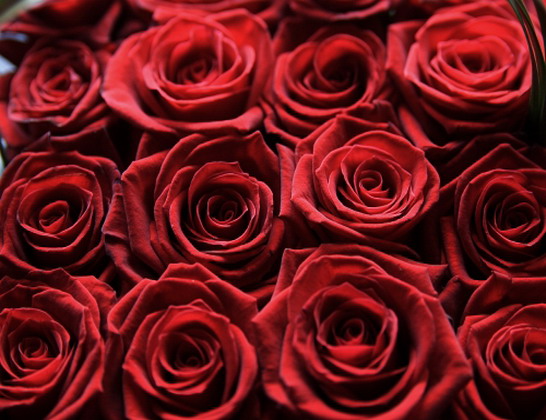 redroses4 saidao