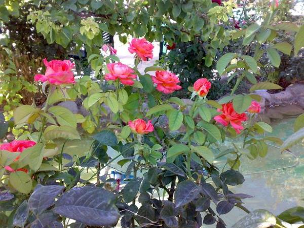 ٠٤٠٧٢٠٠٩٢٢٥