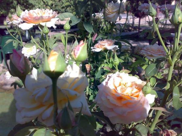 ٠٤٠٧٢٠٠٩٢٢٤