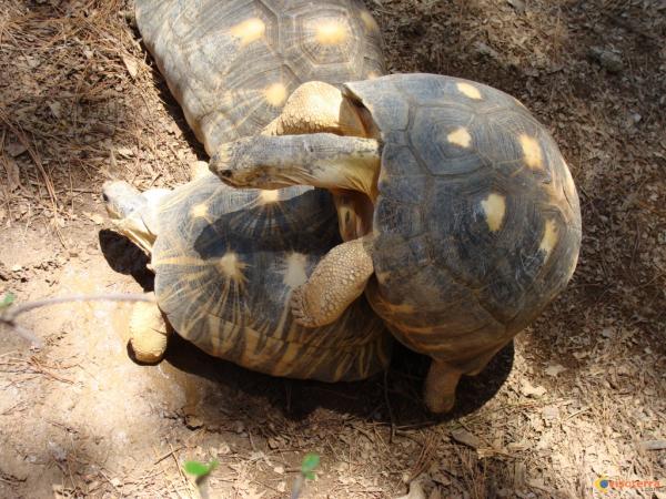 cherie je t aime visoterra 10461