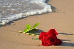 rose beach