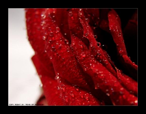 user5410 pic308 1228234516