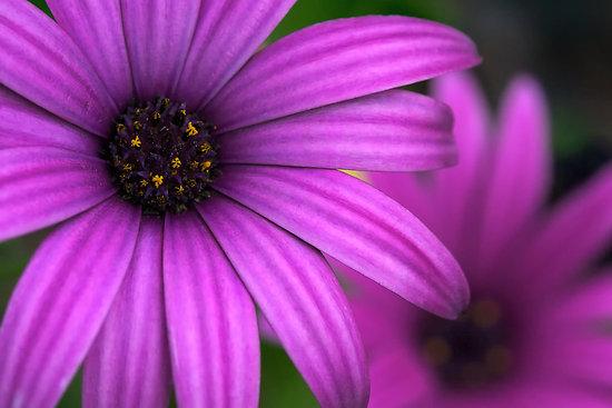 21574882purpleflower[1]